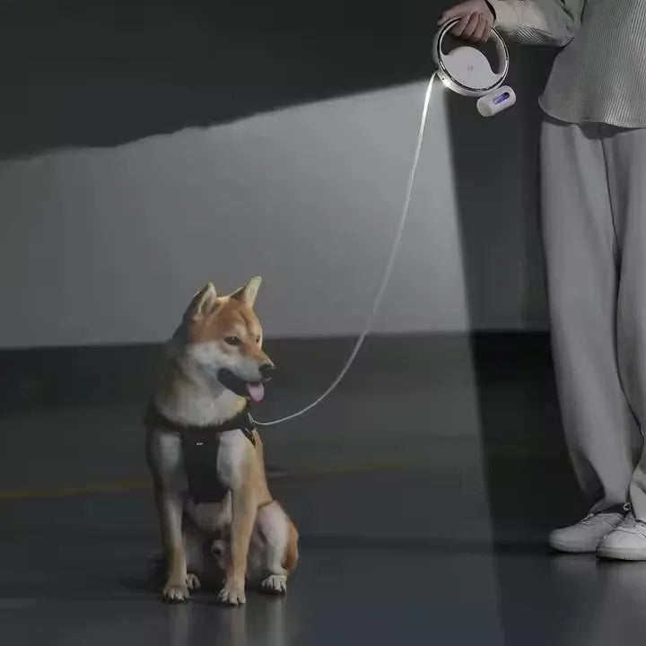 Laisse Rétractable Chien avec Lumière LED – Nylon Antichoc & Mains Libres