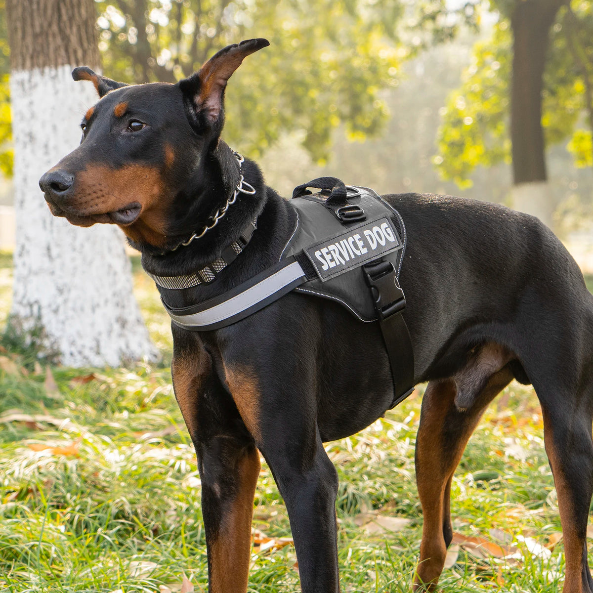 Harnais Chien Sans Traction avec Poignée Dorsale – Gilet Réfléchissant Ajustable