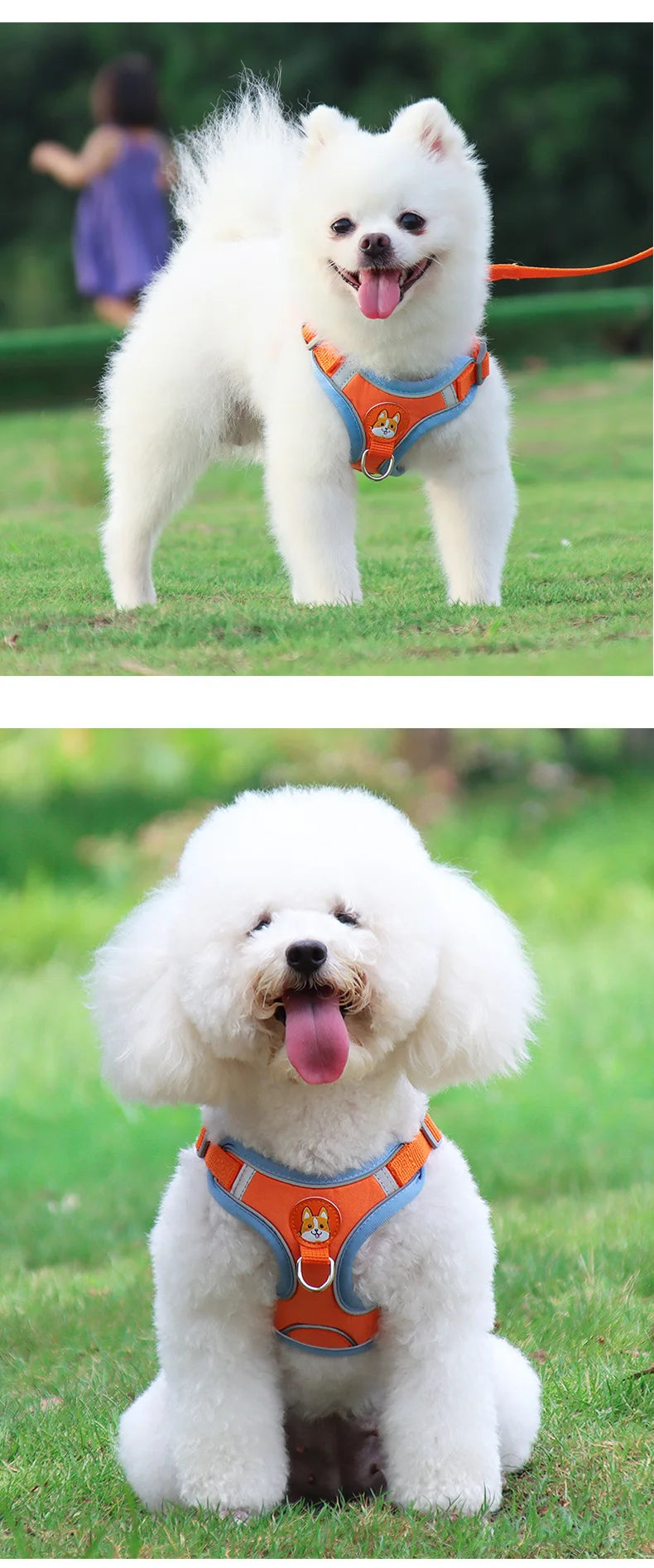 Harnais Chien Anti-Traction avec Laisse Intégrée Réfléchissante – Tailles S à XL